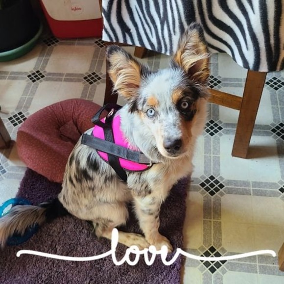 Meet your Posher, Tobey - Picture 1 of 1